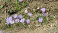 (7) White Crocus